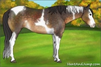 Horse Color:White Spotted Buckskin Splash Tobiano 