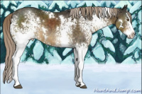 Horse Color:White Spotted Chocolate Palomino Splash Rabicano 