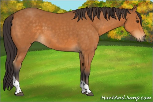 Horse Color:Buckskin Tobiano 