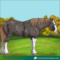 Horse Color:Liver Chestnut Ice Splash Rabicano