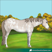 Horse Color:Liver Red Dun Sabino Appaloosa 