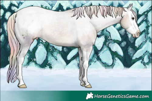 Horse Color:Nacre Chocolate Palomino Splash Snowcap Rabicano