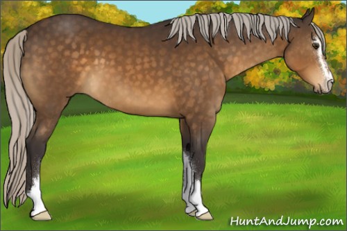 Horse Color:Silver Buckskin Sabino 