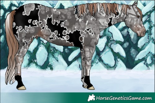 Horse Color:White Spotted Liver Chestnut Ice 