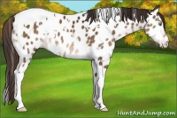 Horse Color:White Spotted Liver Chestnut Tobiano Appaloosa 