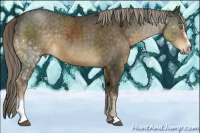 Horse Color:Chocolate Palomino Sabino 