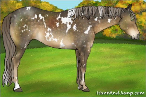 Horse Color:White Spotted Chocolate Palomino