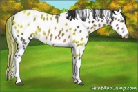 Horse Color:White Spotted Brown Ice Leopard Rabicano 