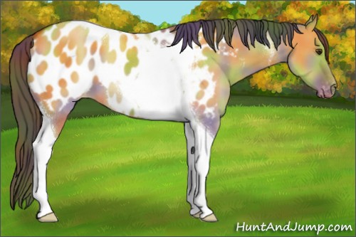 Horse Color:Nacre Bay Dun Tobiano Appaloosa 