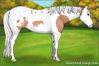 Horse Color:Silver Bay Splash Tobiano Appaloosa 