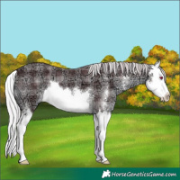 Horse Color:Plaid  Chocolate Silver Black Chinchilla Ice Sabino Splash 