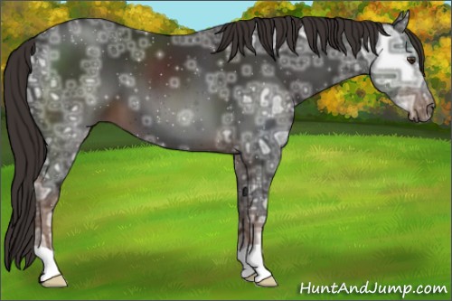 Horse Color:Liver Chestnut Ice