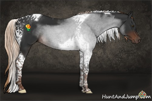 Horse Color:Liver Chestnut Tobiano 