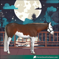 Horse Color:Liver Chestnut Splash 