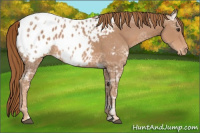 Horse Color:Chestnut Ice Appaloosa 