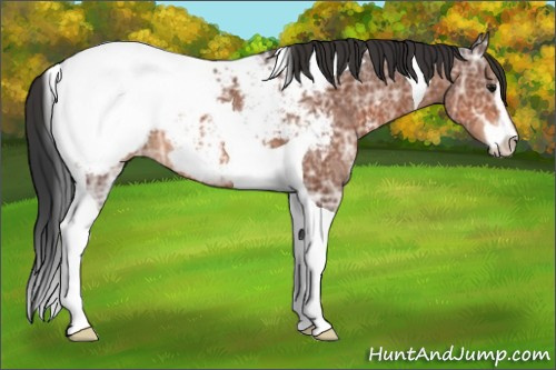 Horse Color:Bay Ice Sabino Tobiano Appaloosa 