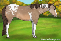 Horse Color:Bay Dun Sabino Tobiano Appaloosa 