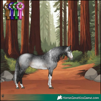 Horse Color:Gray Brown Splash Tobiano 