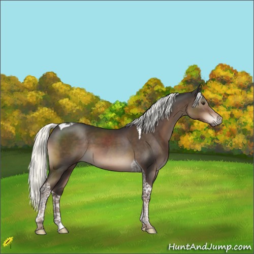 Horse Color:Liver Chestnut Mushroom Tobiano