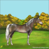 Horse Color:Liver Chestnut Mushroom Tobiano