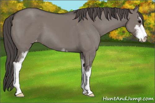 Horse Color:Grullo Sabino Appaloosa 