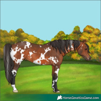 Horse Color:White Spotted Bay 