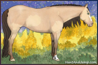 Horse Color:Amber Cream Champagne Dun  and Amber Champagne Roan 