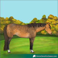 Horse Color:Buckskin 