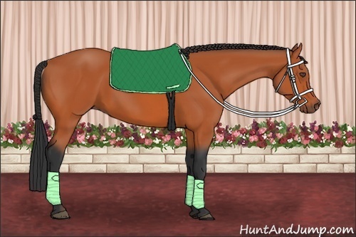 Horse Color:Bay 