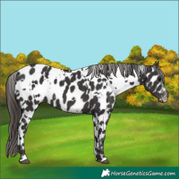 Horse Color:White Spotted Smoky Black Appaloosa 