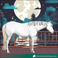 Horse Color:Buckskin Pearl Dun Sabino Rabicano