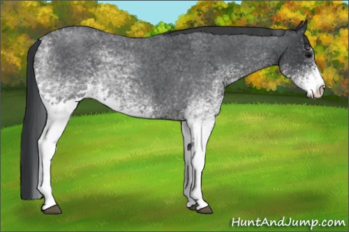 Horse Color:White Spotted Blue Roan 