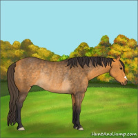 Horse Color:Buckskin Rabicano