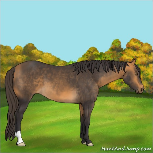 Horse Color:Buckskin