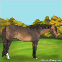 Horse Color:Buckskin 