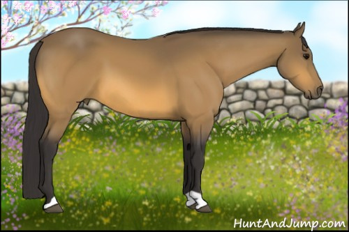 Horse Color:Buckskin 