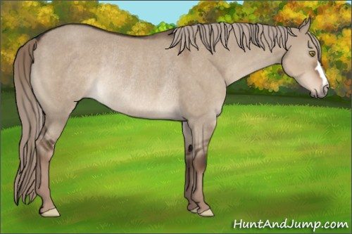 Horse Color:Liver Red Dun Rabicano 