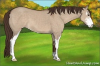 Horse Color:Liver Red Dun Sabino 