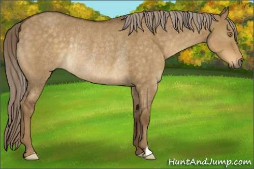 Horse Color:Chocolate Palomino Dun Rabicano 