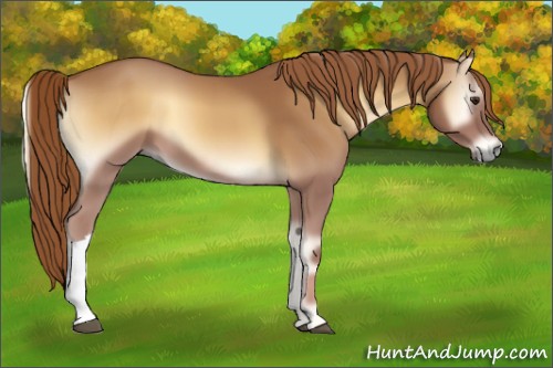 Horse Color:Red Onyx 