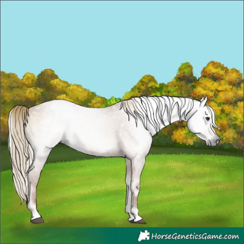 Horse Color:Gray Red Onyx Mushroom 