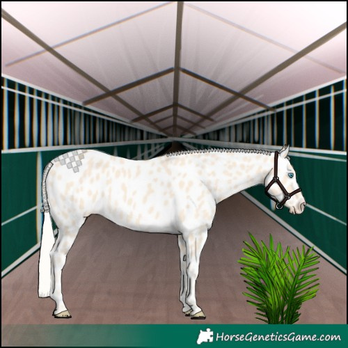 Horse Color:Cremello Appaloosa 