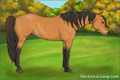 Horse Color:Buckskin 