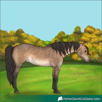 Horse Color:Brown Dun 