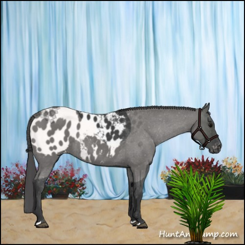 Horse Color:Blue Roan Appaloosa 