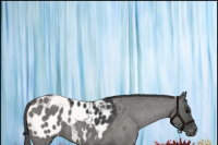 Horse Color:Blue Roan Appaloosa 