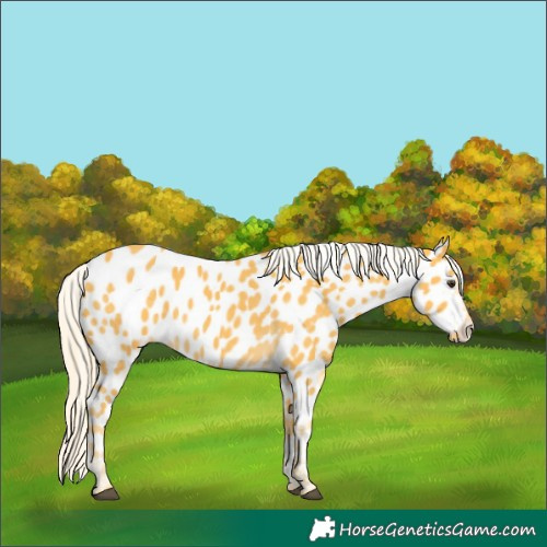 Horse Color:Palomino Appaloosa 