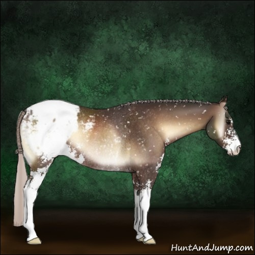 Horse Color:Silver Brown Onyx Sabino Appaloosa Rabicano 