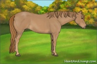 Horse Color:Red Roan