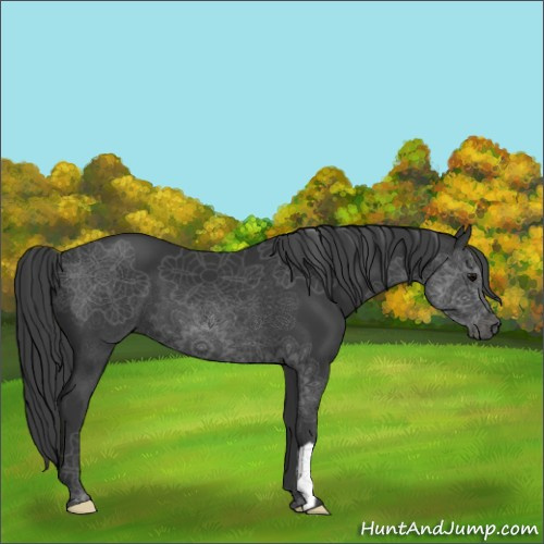 Horse Color:Black 